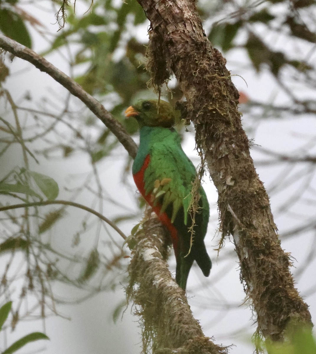 Golden-headed Quetzal - ML610151558