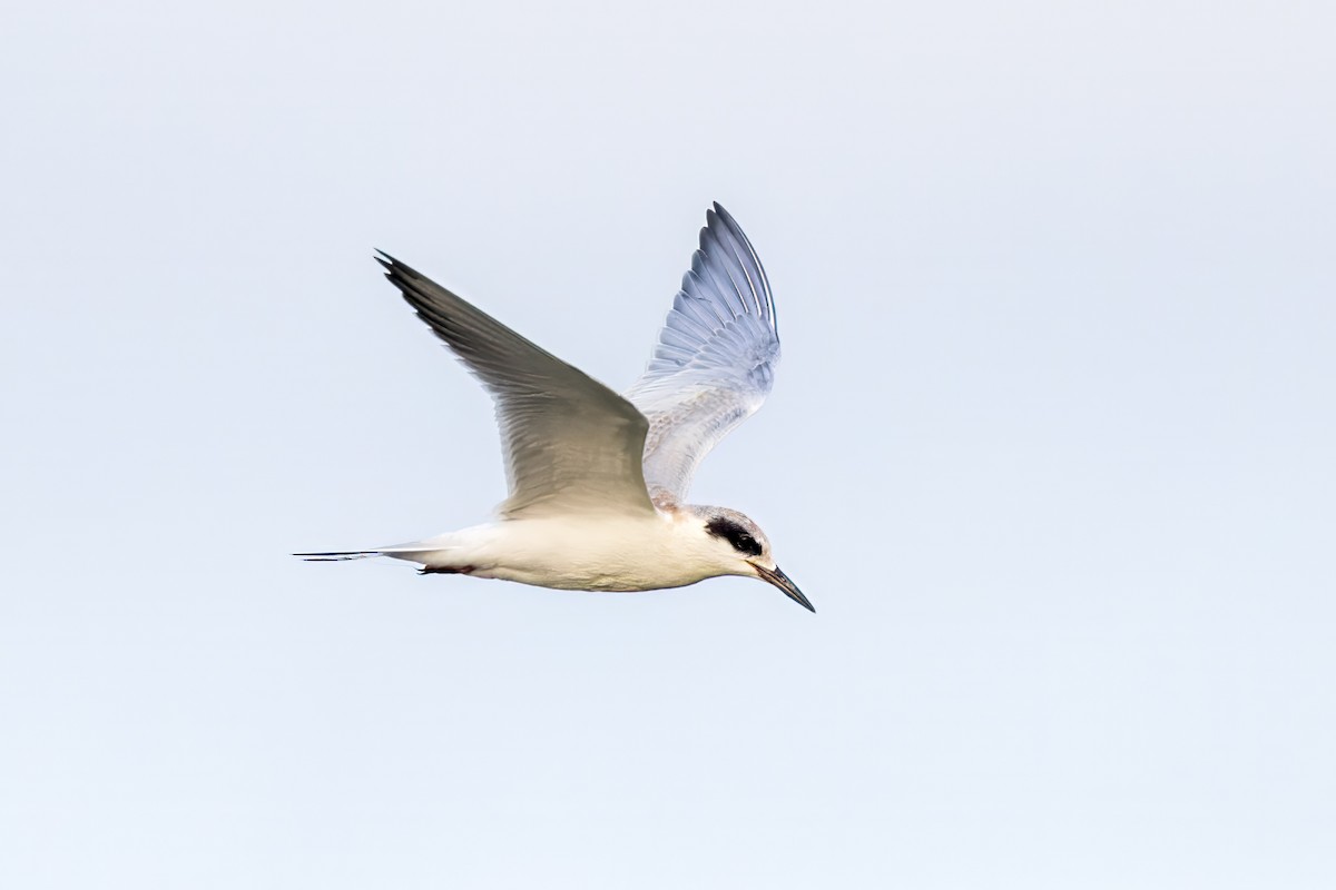 Forster's Tern - ML610151580