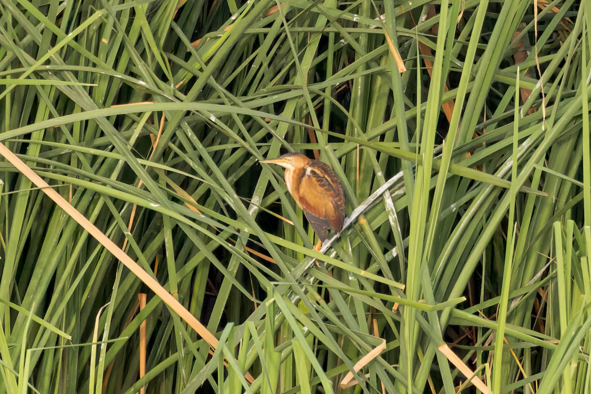 Least Bittern - ML610151596