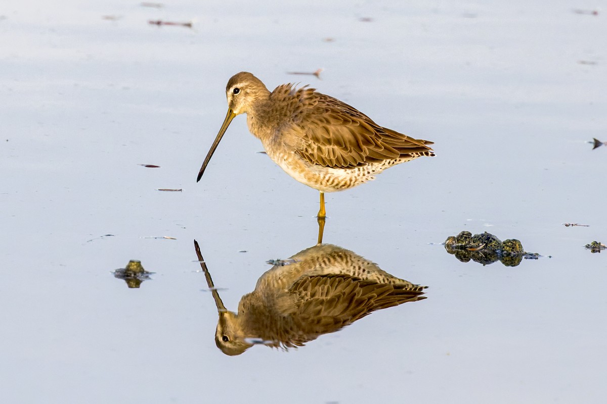 Long-billed Dowitcher - Christopher Sloan