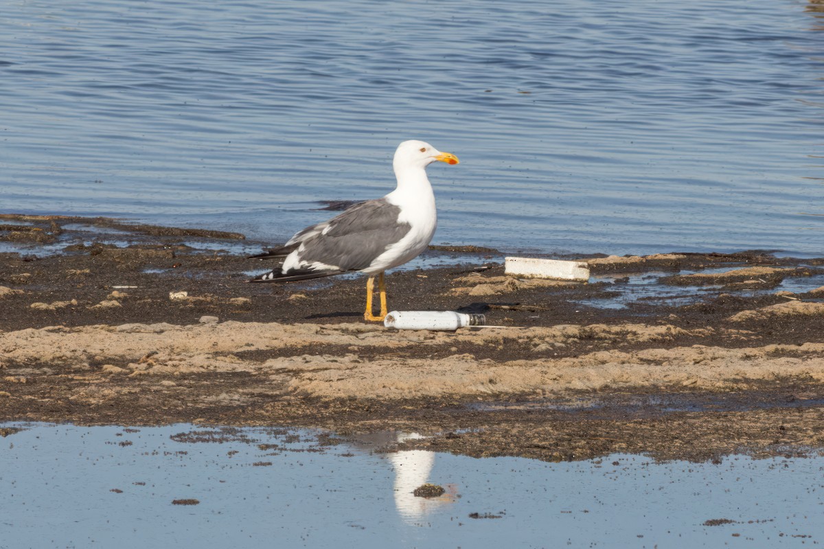 Yellow-footed Gull - ML610151691
