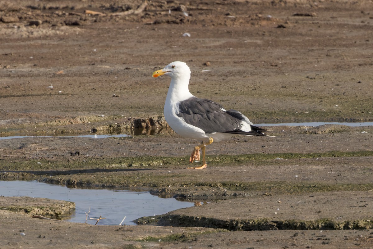 Yellow-footed Gull - ML610151693
