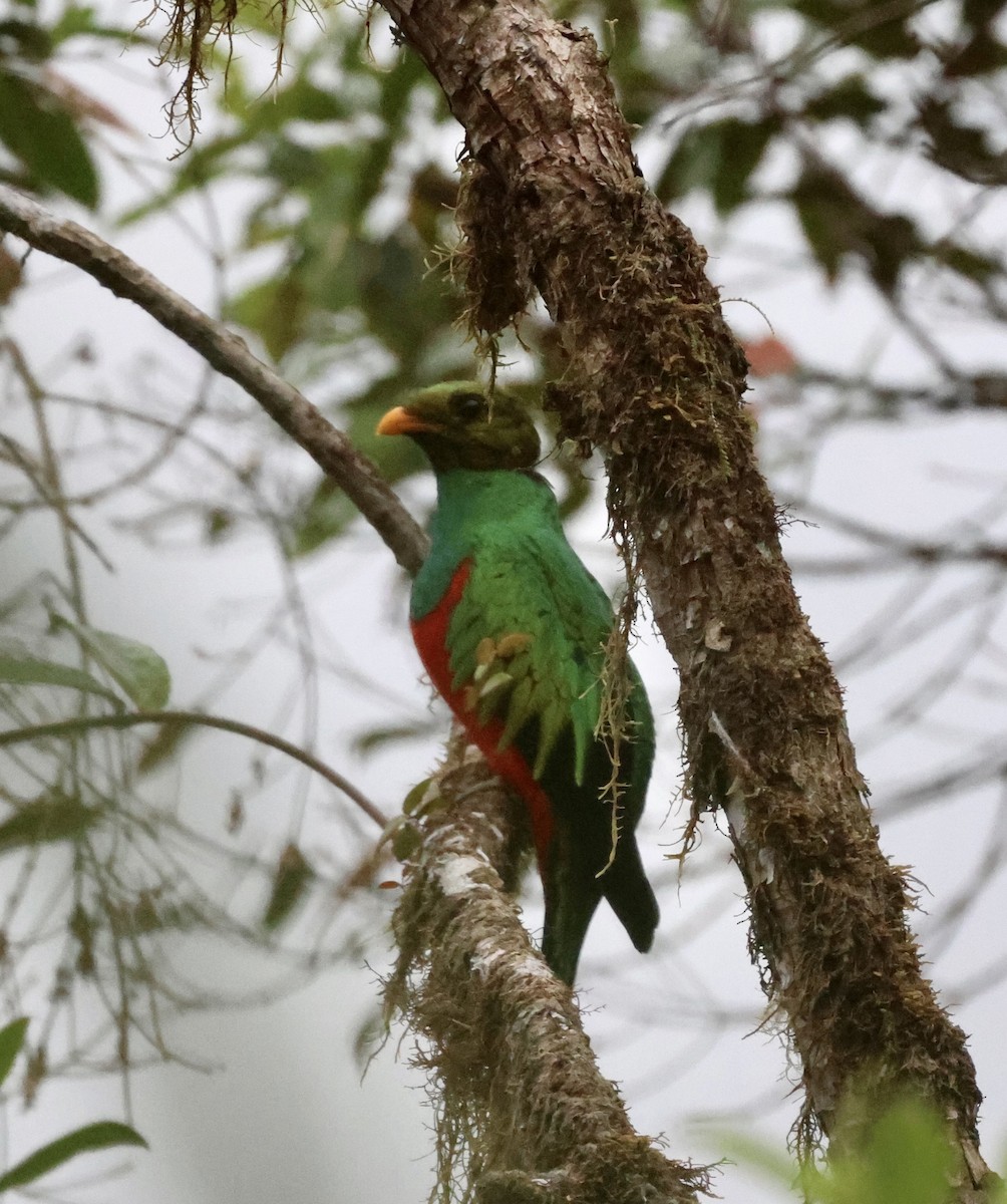 Golden-headed Quetzal - ML610151710