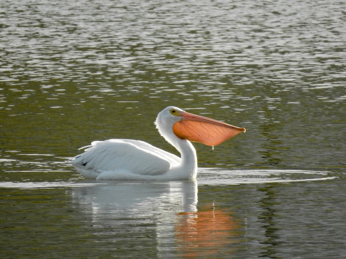 American White Pelican - alice horst