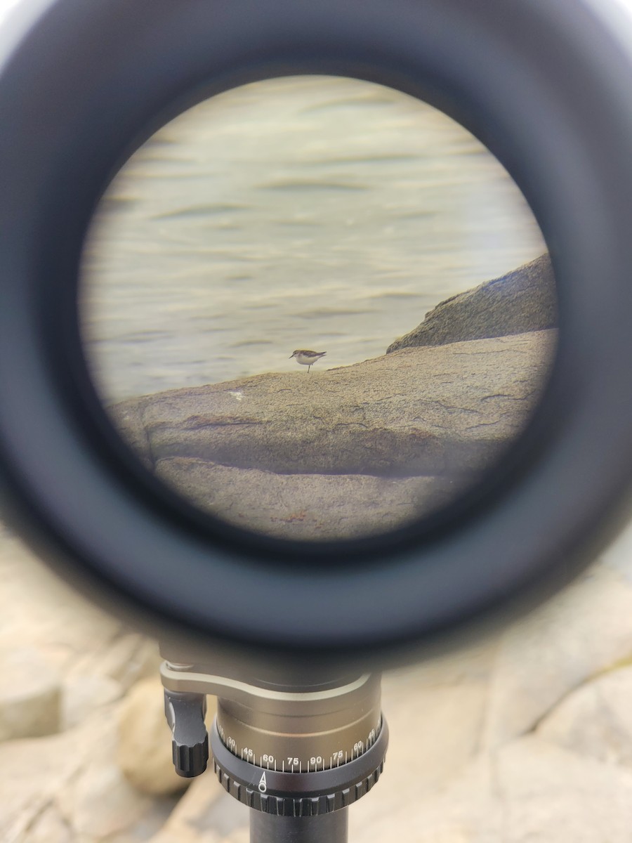 White-rumped Sandpiper - ML610151949