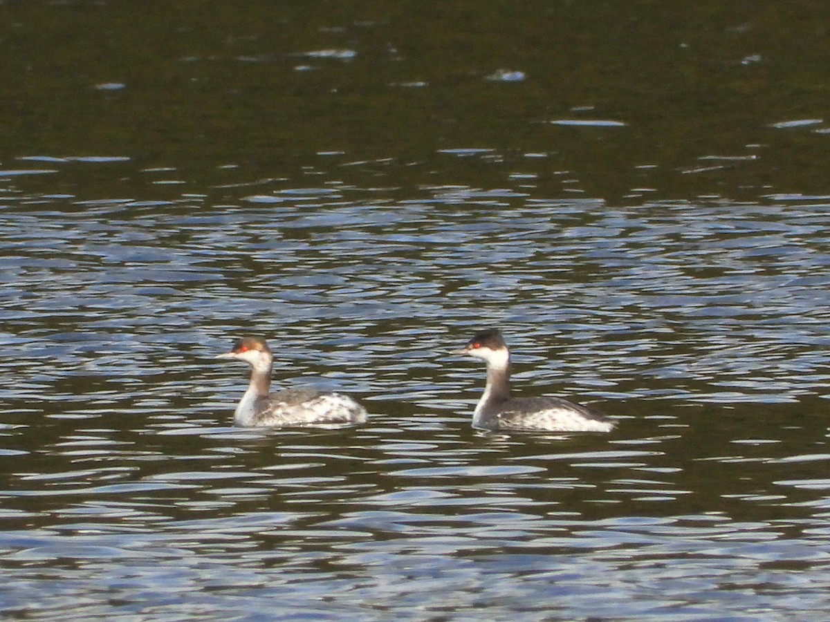 Horned Grebe - ML610151971
