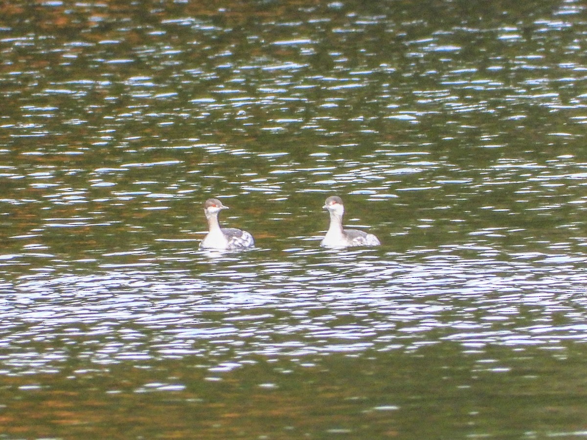 Horned Grebe - ML610151973