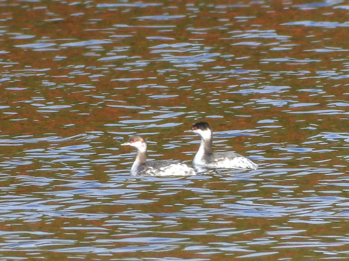 Horned Grebe - ML610151974