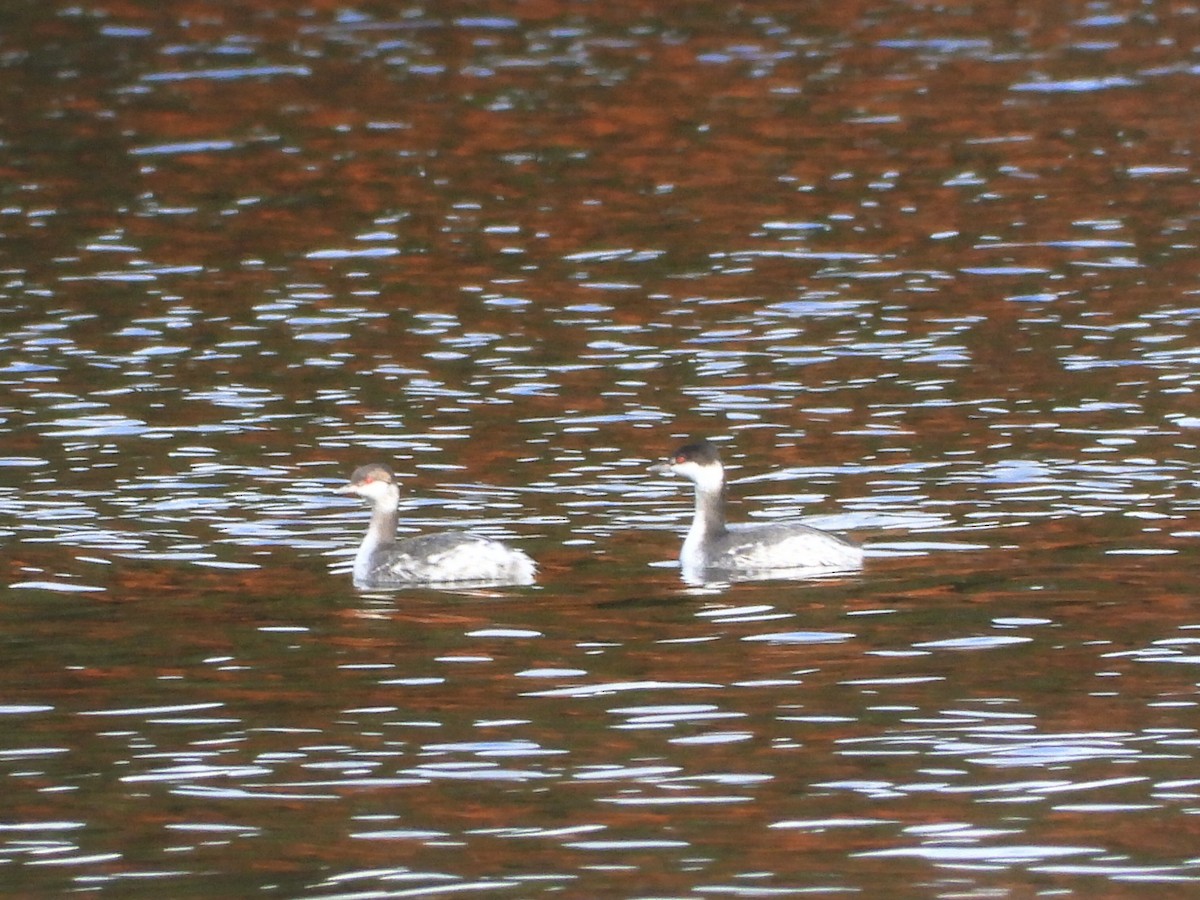 Horned Grebe - ML610151975
