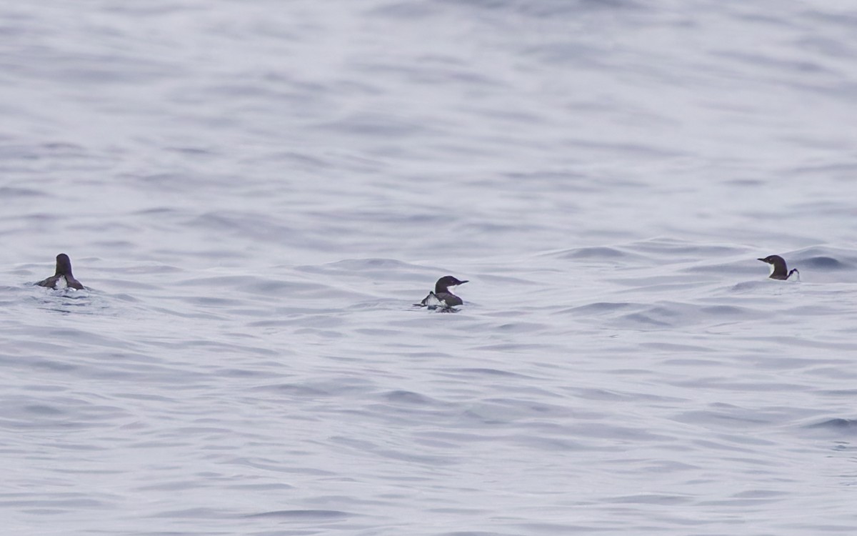 Craveri's Murrelet - ML610152031