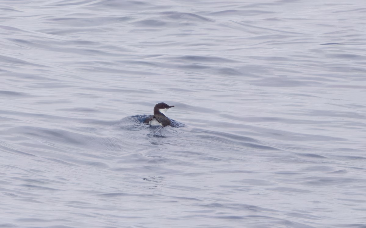 Craveri's Murrelet - ML610152032