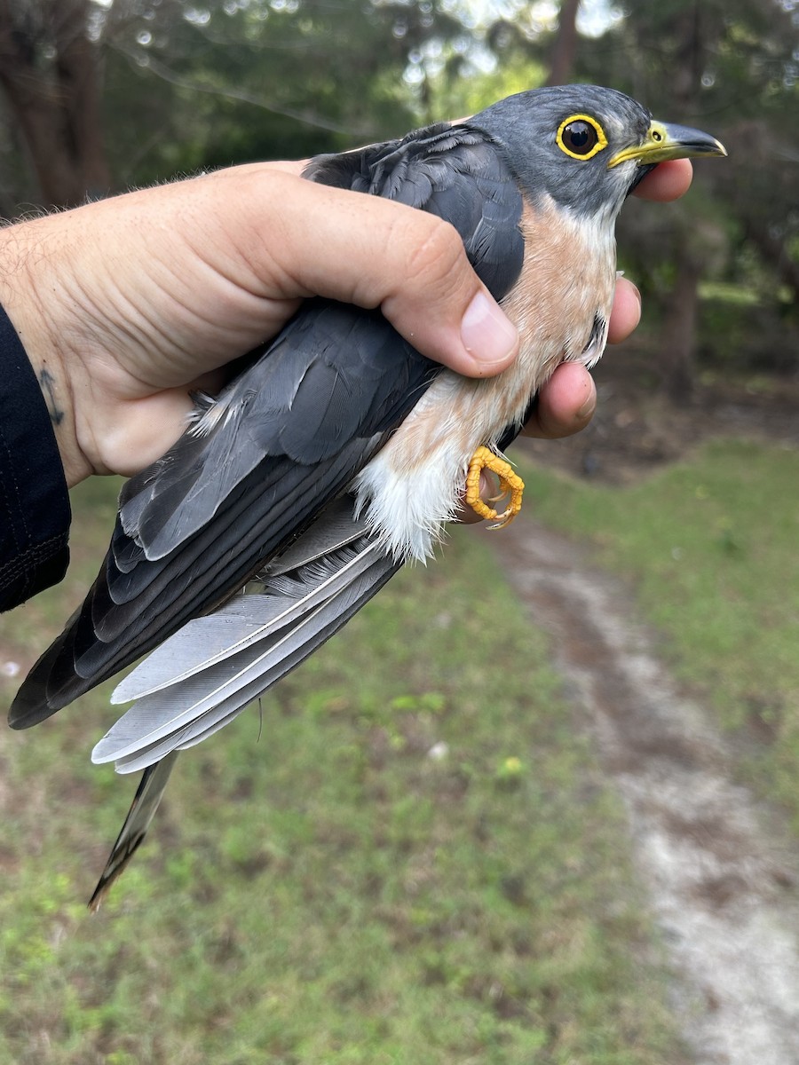 Northern Hawk-Cuckoo - ML610152104