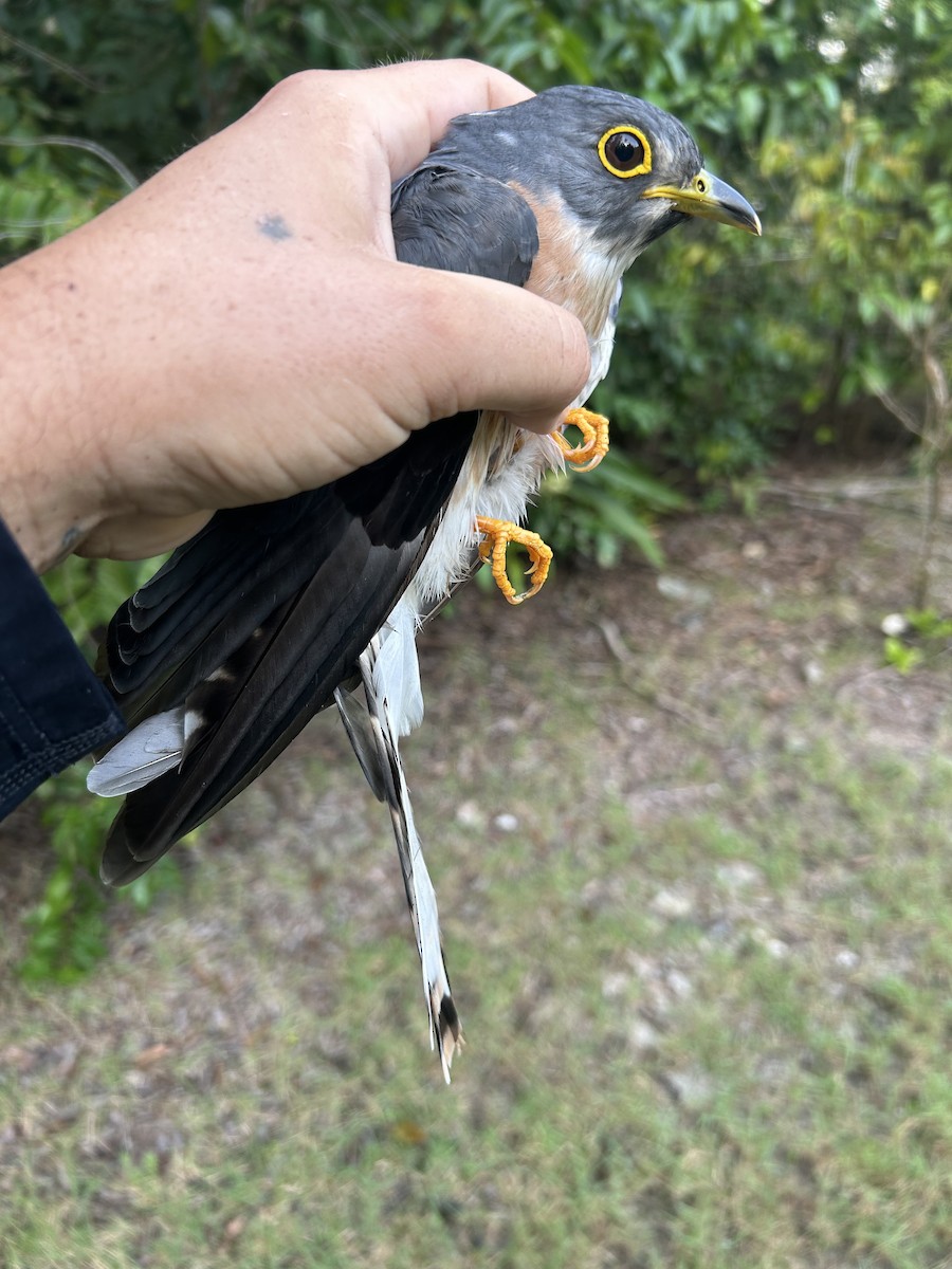 Northern Hawk-Cuckoo - ML610152106