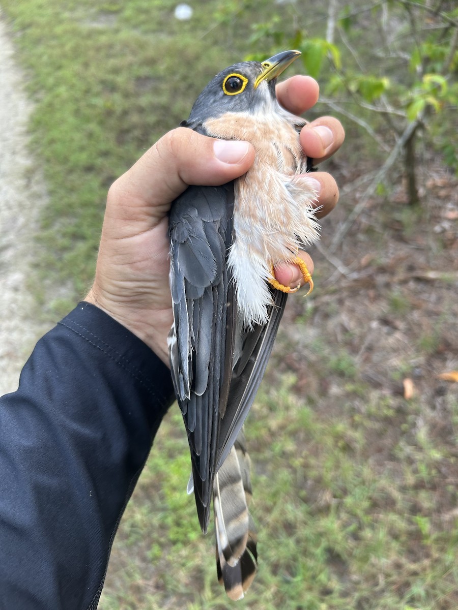 Northern Hawk-Cuckoo - ML610152114