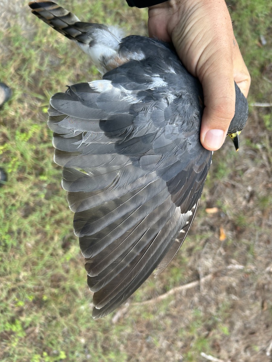 Northern Hawk-Cuckoo - ML610152115