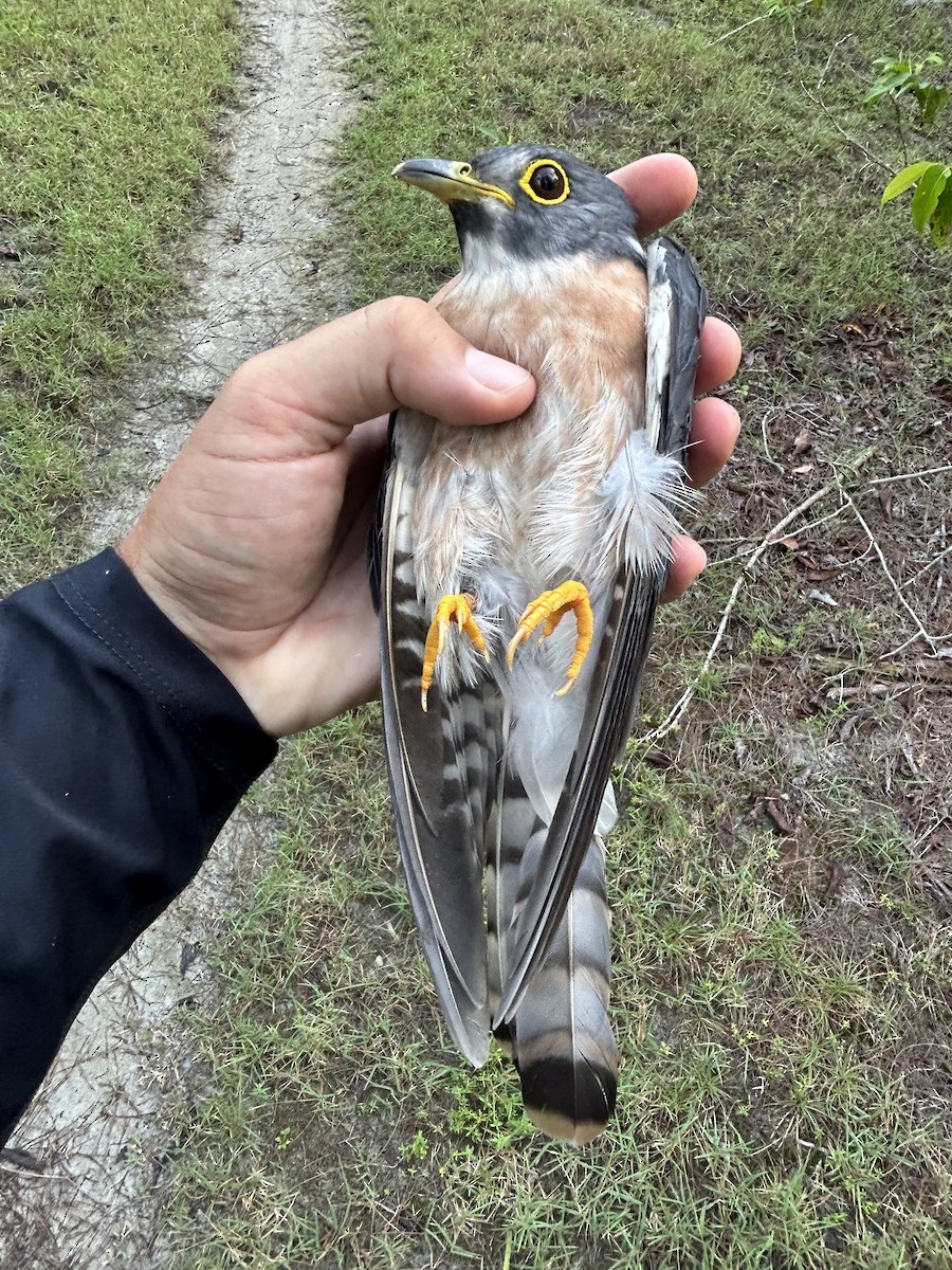 Northern Hawk-Cuckoo - ML610152117