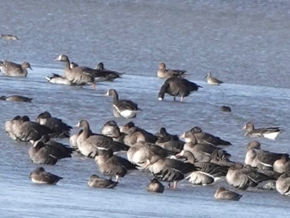 Greater White-fronted Goose - ML610152253
