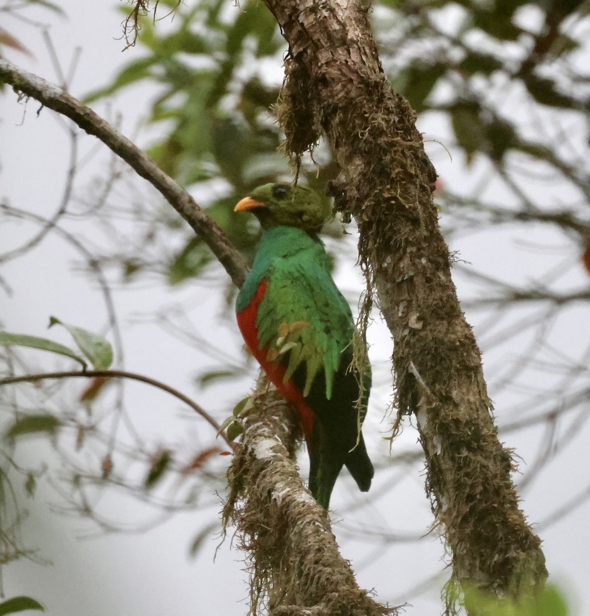 Golden-headed Quetzal - ML610152370