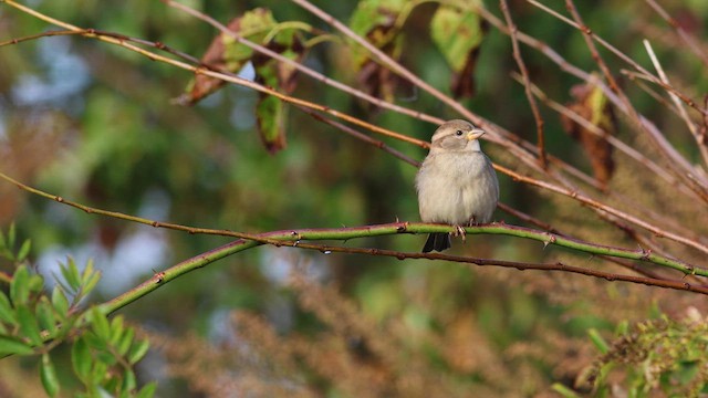 Moineau domestique - ML610152449