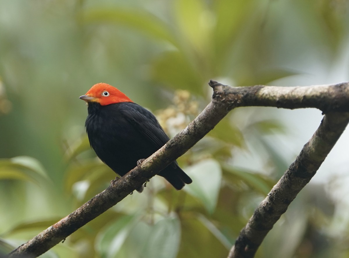 Red-capped Manakin - ML610152457