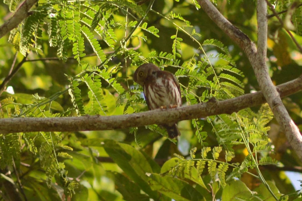 Least Pygmy-Owl - ML610152478