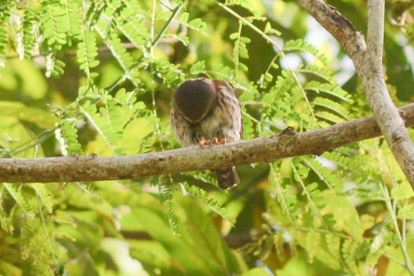 Least Pygmy-Owl - ML610152479