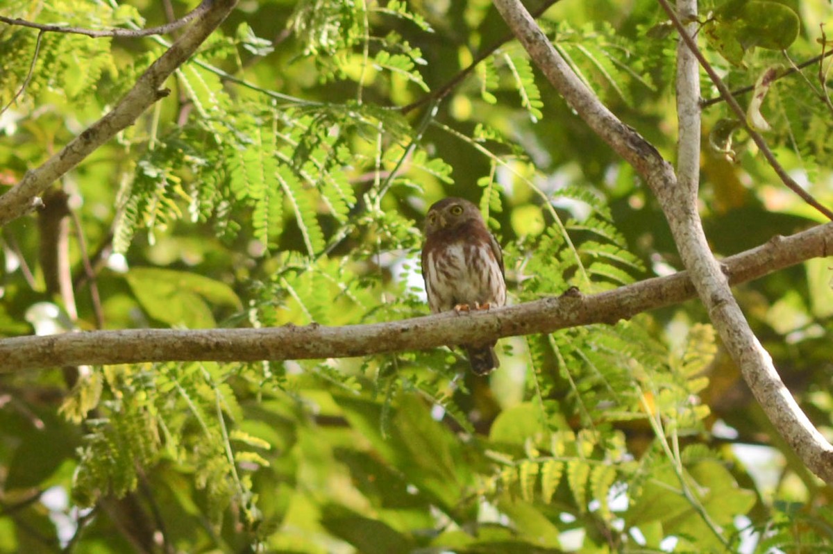 Least Pygmy-Owl - ML610152480