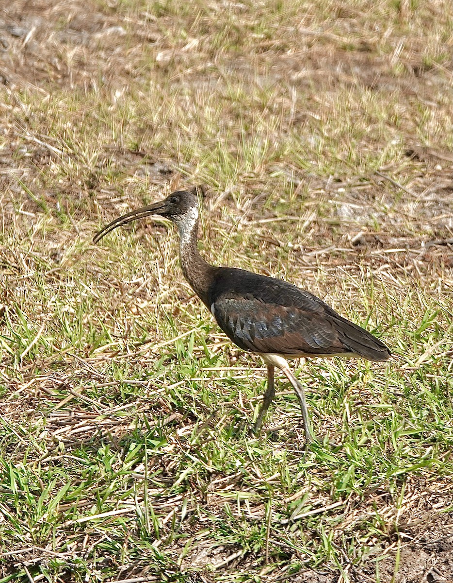 Straw-necked Ibis - Howie Nielsen