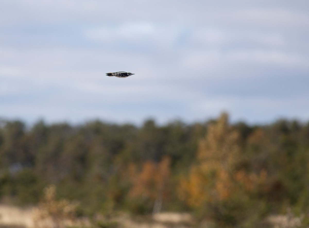 Hairy Woodpecker - ML610152709