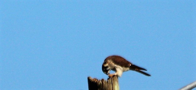 American Kestrel - ML61015271