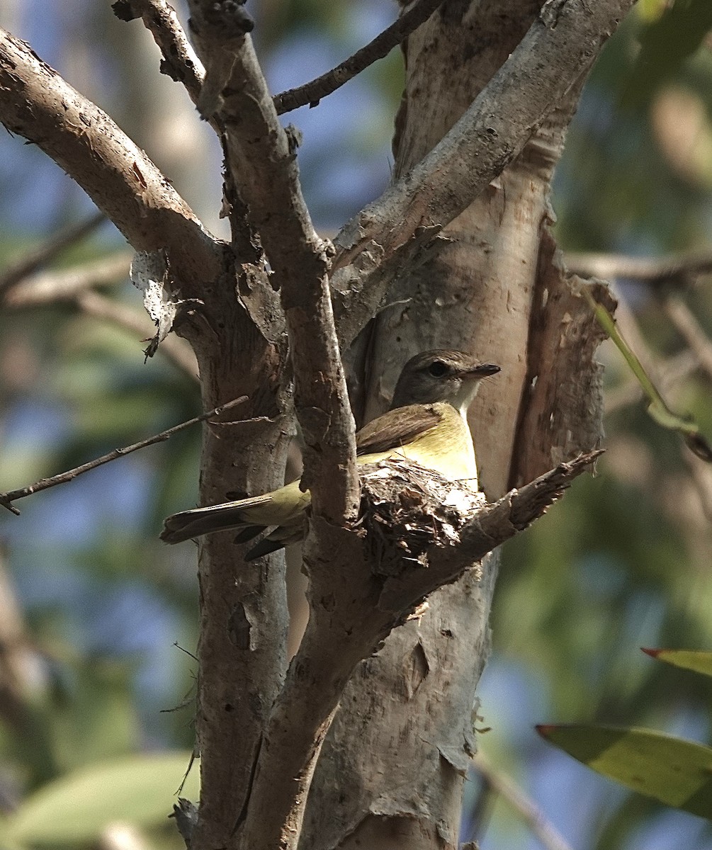 Lemon-bellied Flyrobin - Howie Nielsen