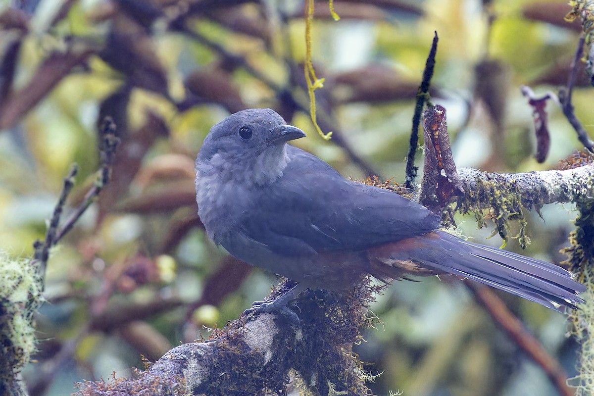 Scimitar-winged Piha - ML610152866