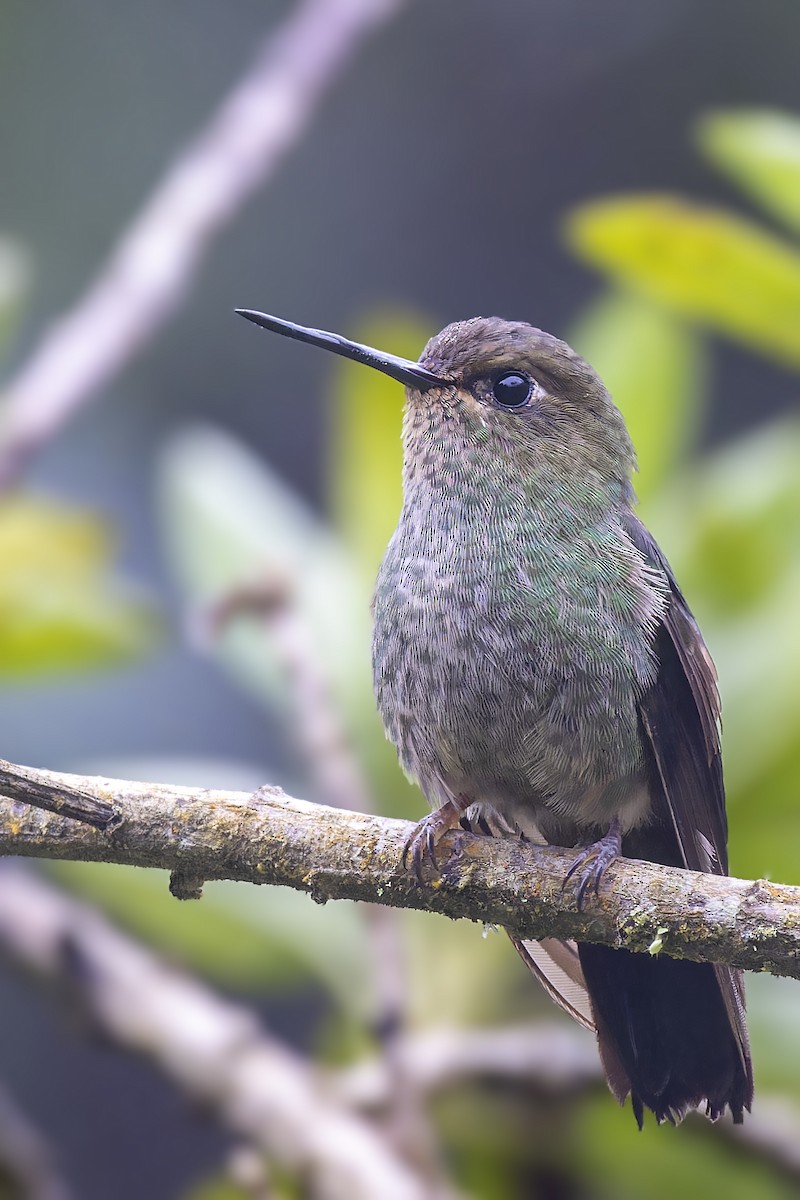 Buff-thighed Puffleg - Bradley Hacker 🦜