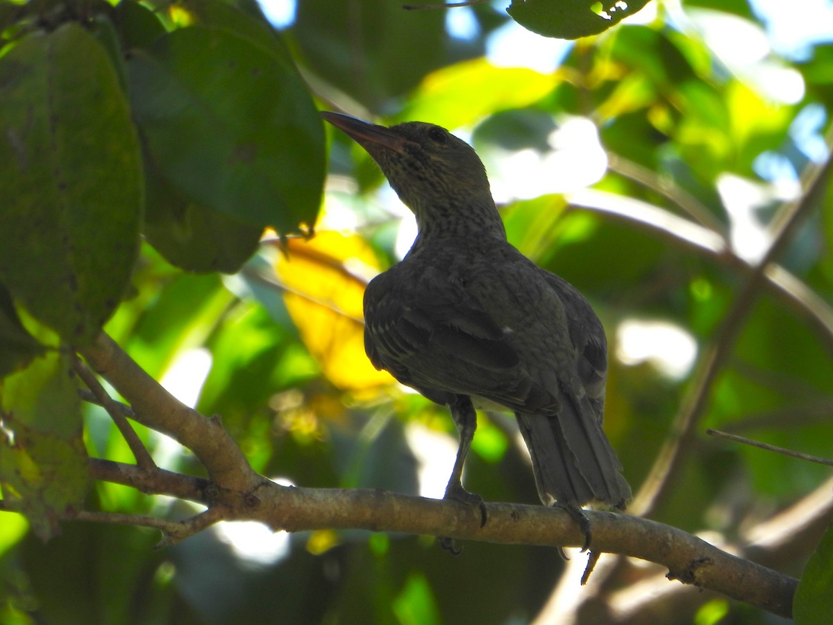 Olive-backed Oriole - ML610152934