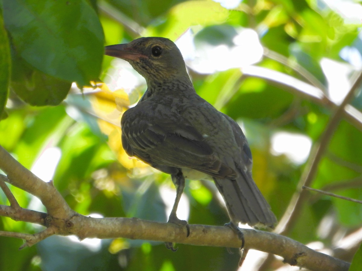 Olive-backed Oriole - Leonie Beaulieu