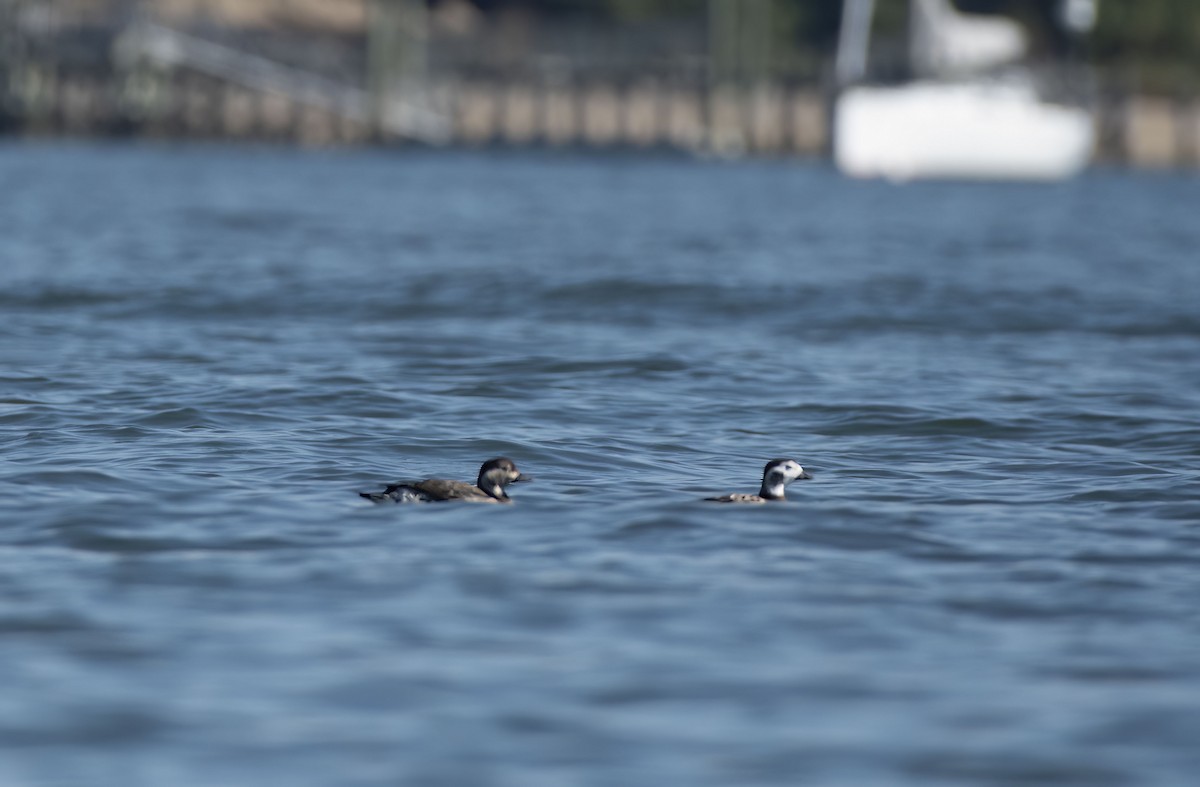 Long-tailed Duck - ML610152936