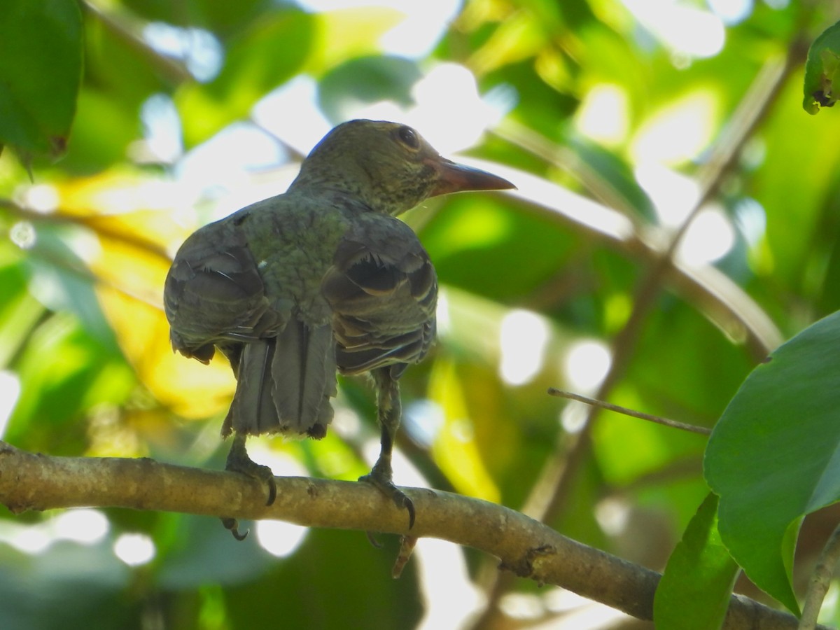 Olive-backed Oriole - ML610152937