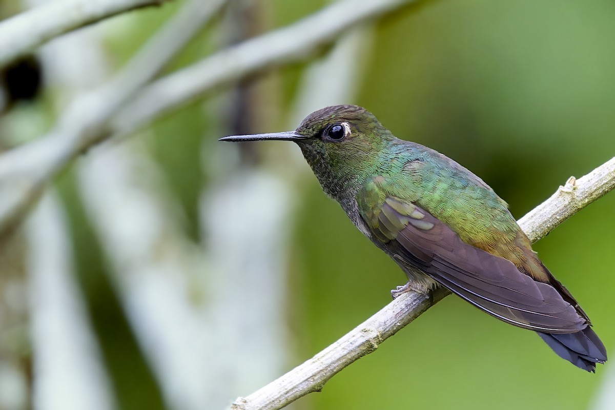 Buff-thighed Puffleg - Bradley Hacker 🦜