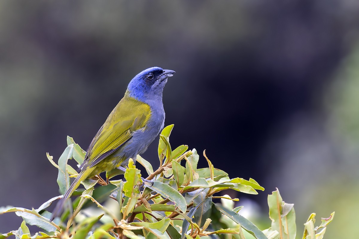 Blue-capped Tanager - ML610153021
