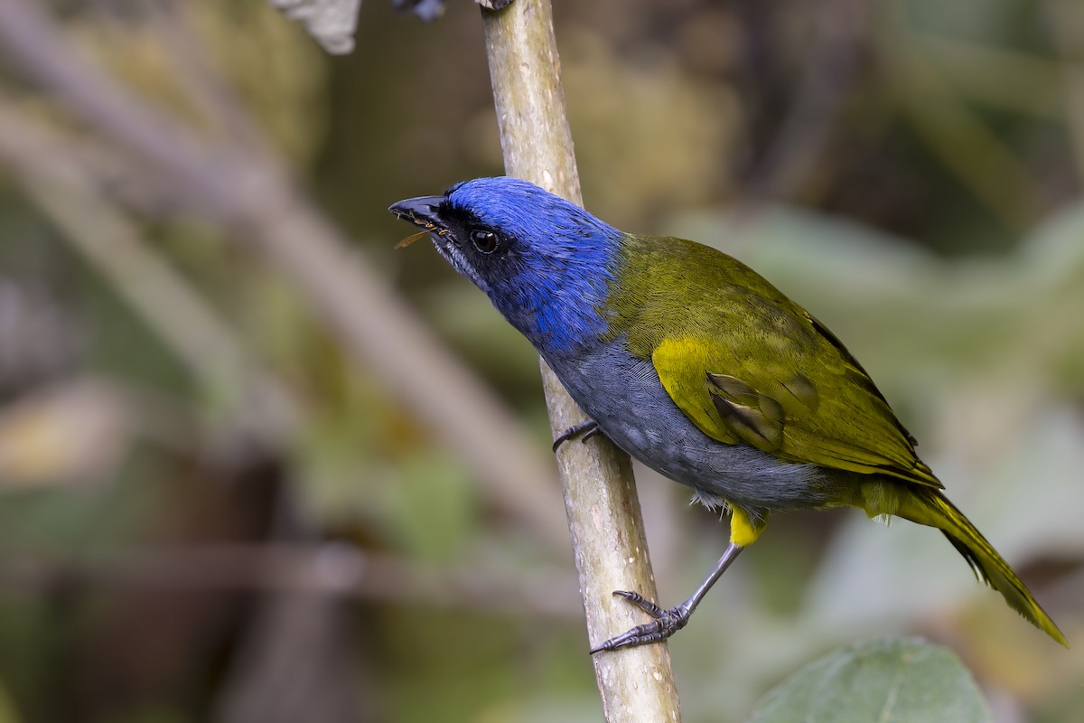 Blue-capped Tanager - ML610153048