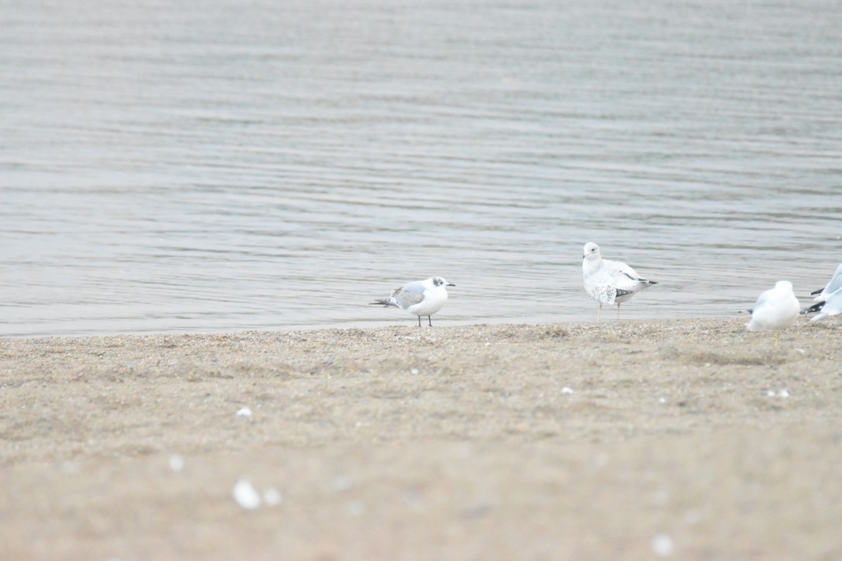 Franklin's Gull - ML610153092