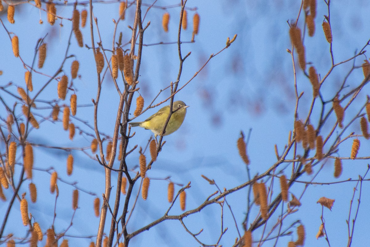 Nashville Warbler - Ryan Arash Marsh