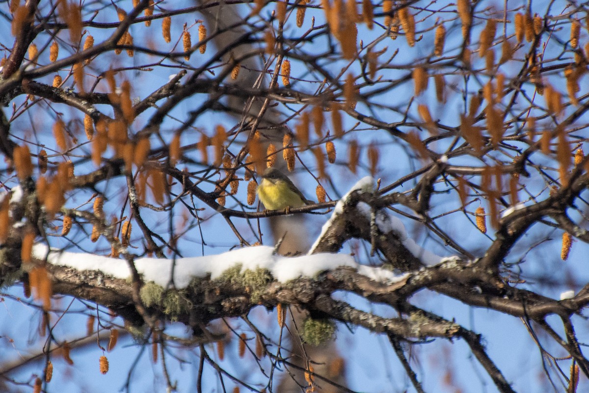 Nashville Warbler - Ryan Arash Marsh