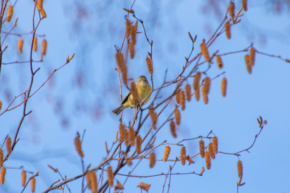 Nashville Warbler - Ryan Arash Marsh