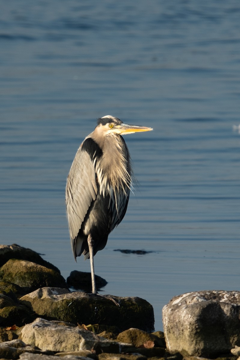 Great Blue Heron - ML610153243