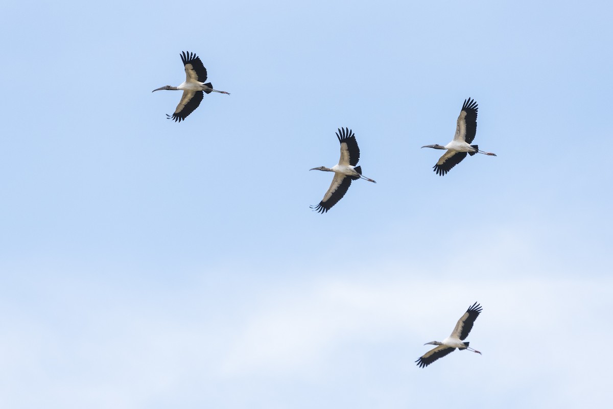 Wood Stork - ML610153252
