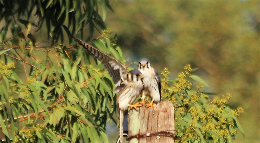 American Kestrel - ML61015331