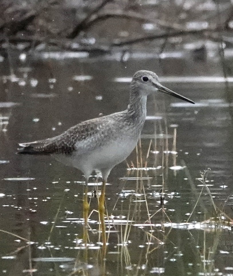 Greater Yellowlegs - Thomas Jackman