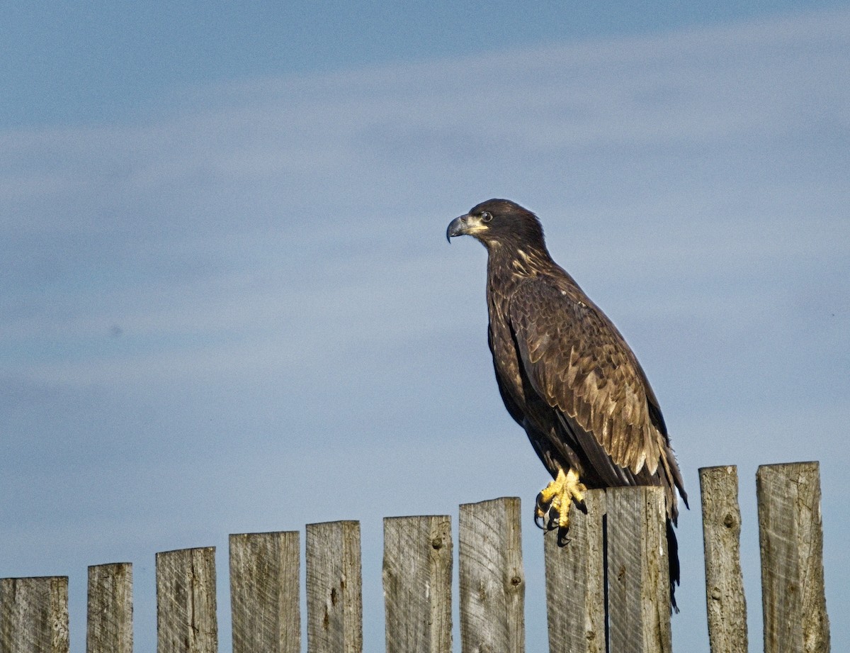 Weißkopf-Seeadler - ML610153414