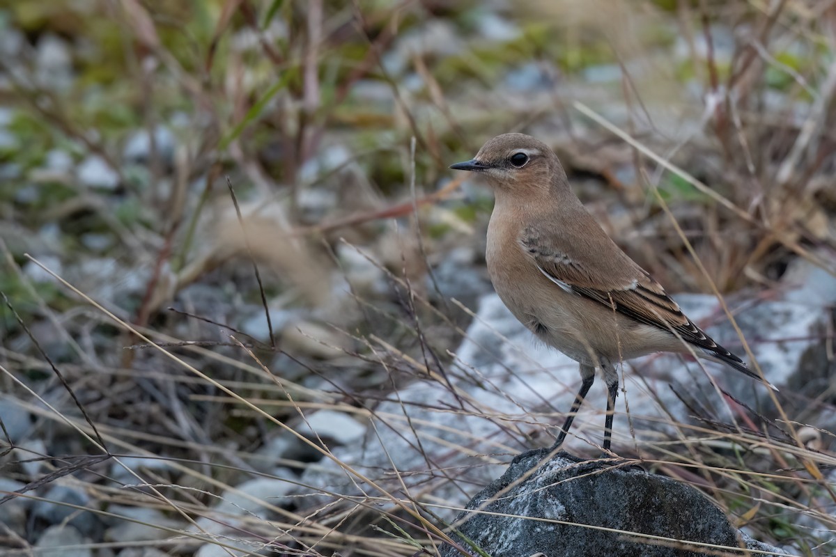 Northern Wheatear - Steve Rappaport